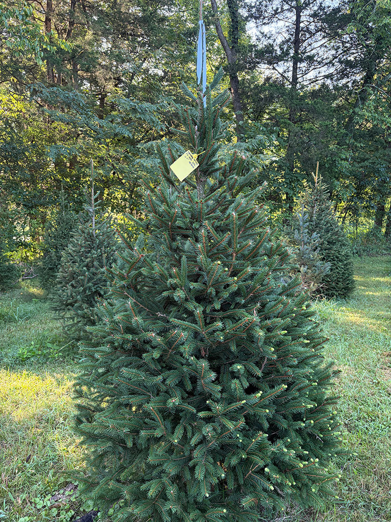 6' 11" Choose and Cut Norway Spruce, 48" Base