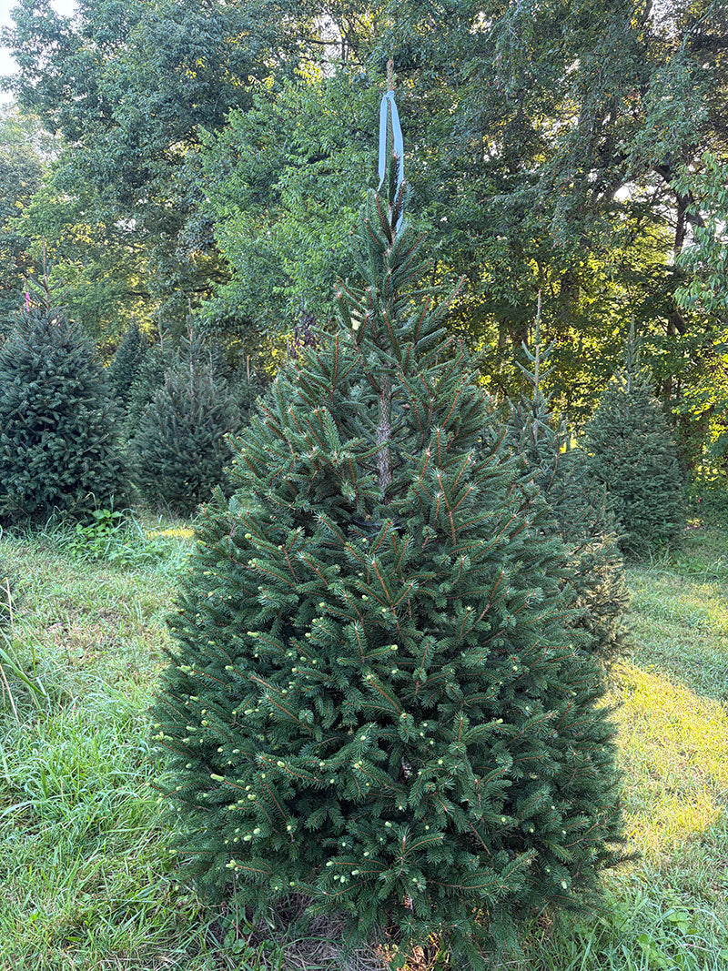 6' 11" Choose and Cut Norway Spruce, 48" Base