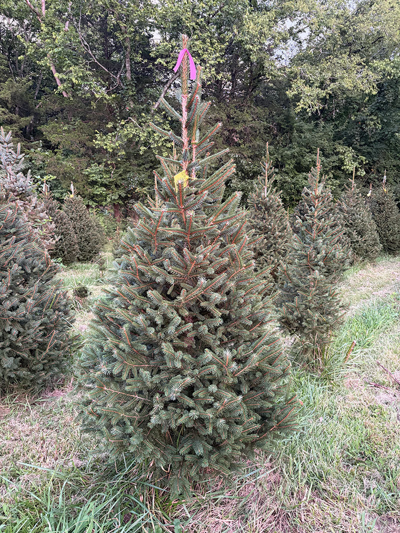 6' 8" Ball and Burlap Norway Spruce, 41" Base