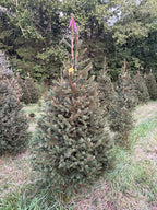 6' 8" Ball and Burlap Norway Spruce, 41" Base