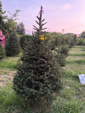 6' 8" Ball and Burlap Norway Spruce, 41" Base