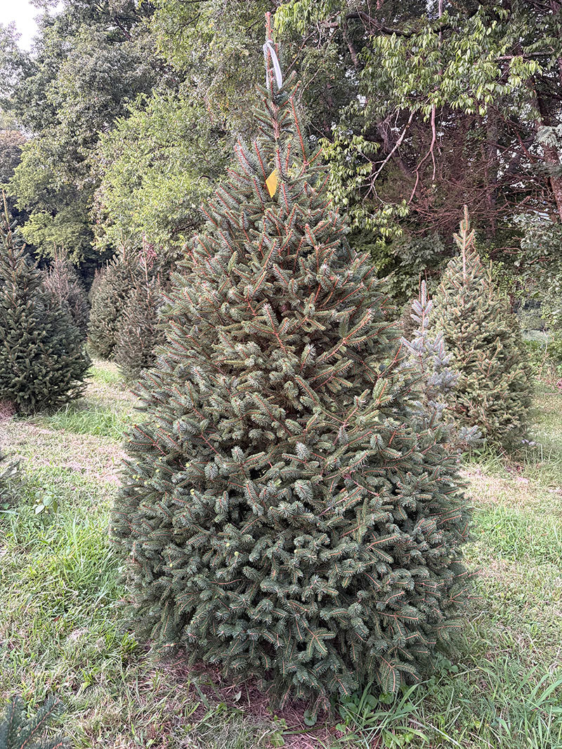 7' 9" Choose and Cut Norway Spruce, 55" Base