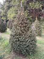 7' 9" Choose and Cut Norway Spruce, 55" Base