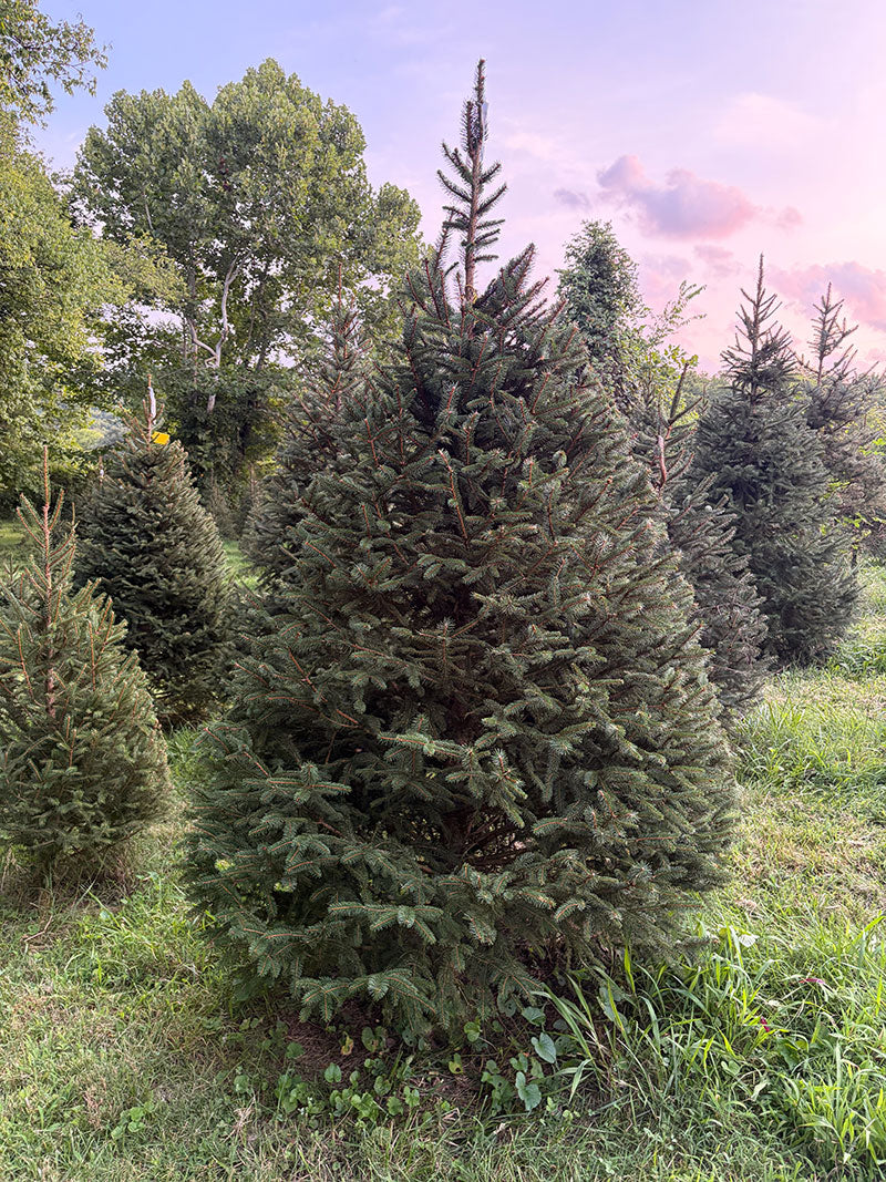 7' 9" Choose and Cut Norway Spruce, 55" Base
