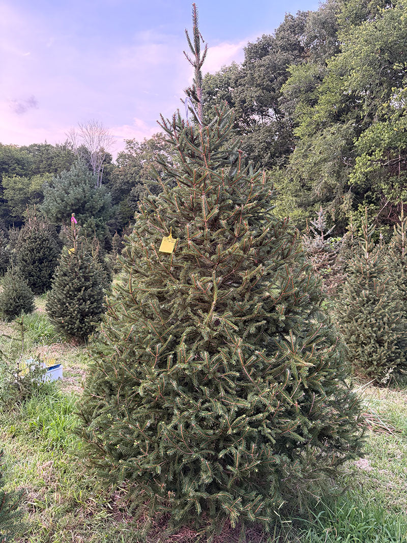 9' 1" Choose and Cut Norway Spruce, 64" Base