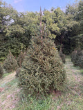 9' 1" Choose and Cut Norway Spruce, 64" Base