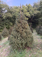 9' 1" Choose and Cut Norway Spruce, 64" Base