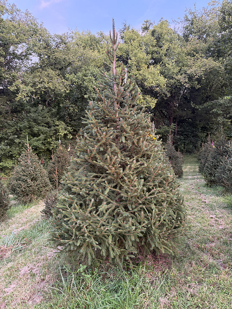 9' 1" Choose and Cut Norway Spruce, 64" Base