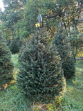 6' 10" Choose and Cut Norway Spruce, 45" Base