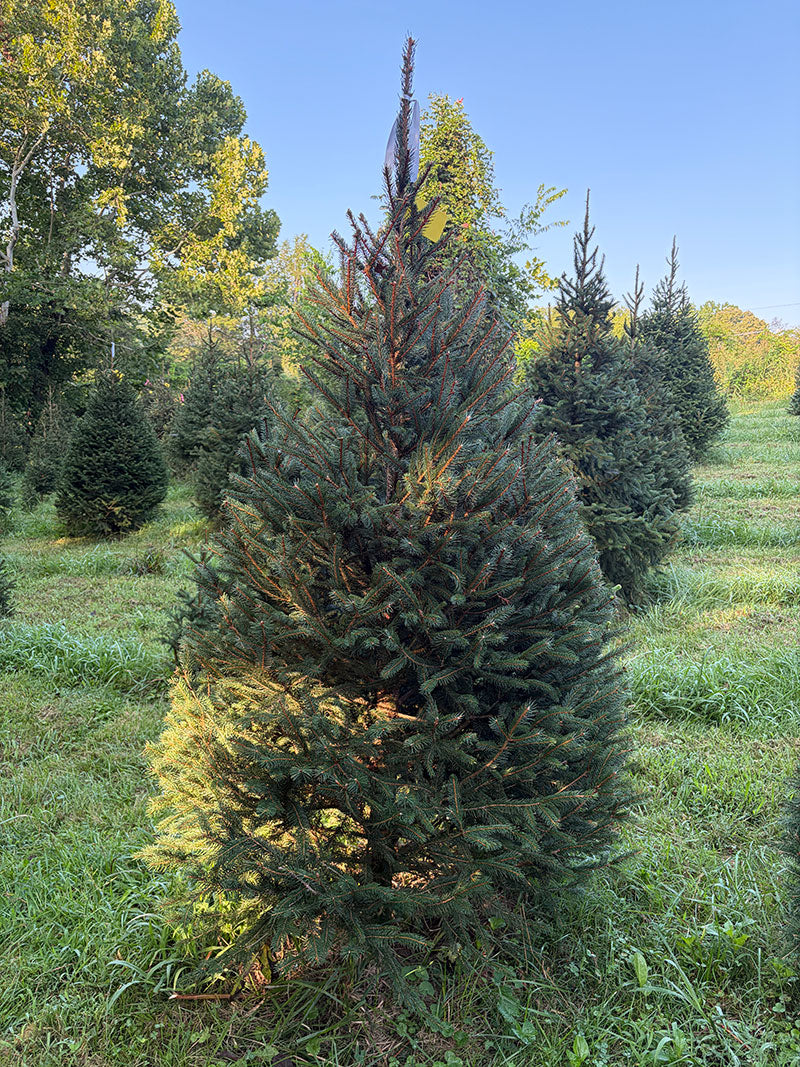6' 10" Choose and Cut Norway Spruce, 45" Base