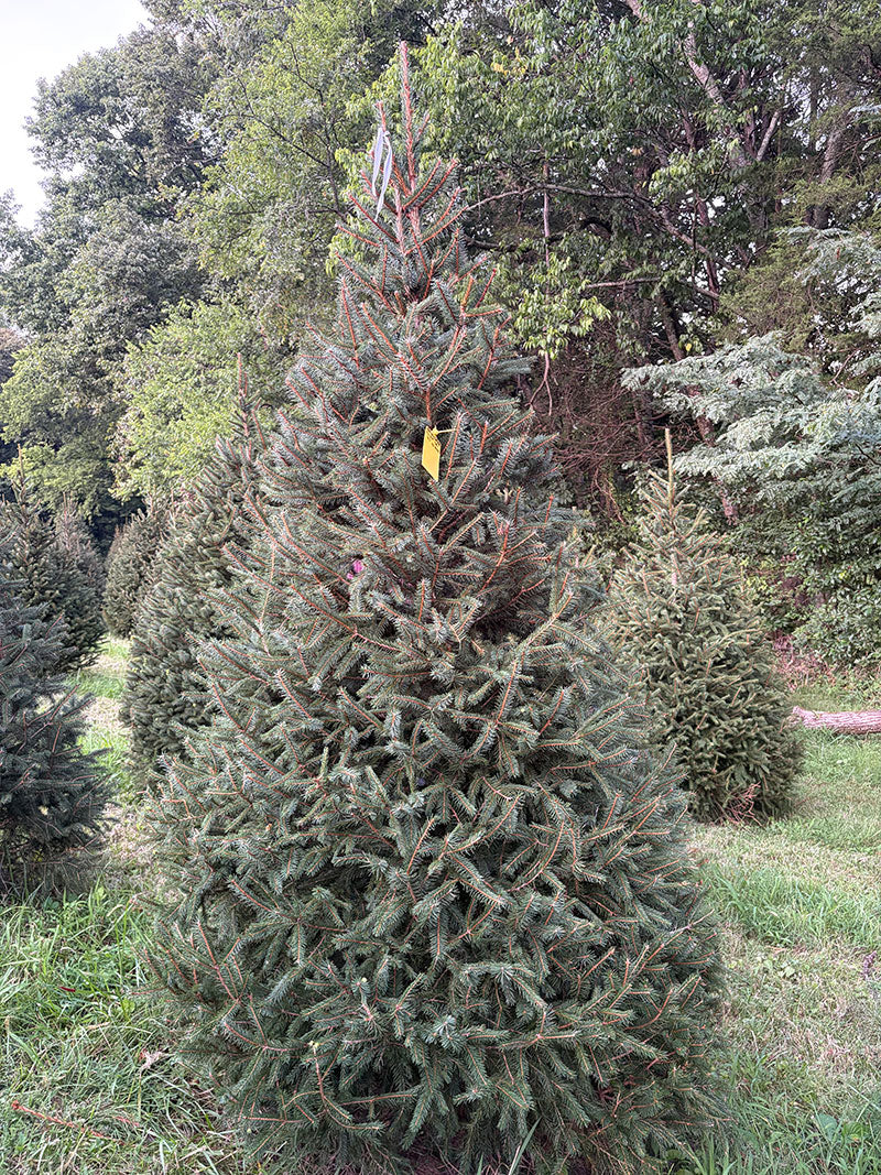 8' 7" Choose and Cut Norway Spruce, 56" Base
