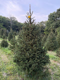 7' 5" Choose and Cut Norway Spruce, 46" Base