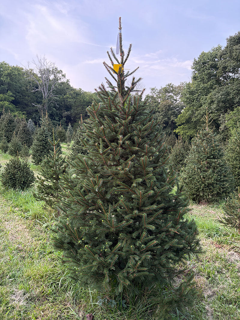 7' 5" Choose and Cut Norway Spruce, 46" Base