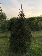 7' 5" Choose and Cut Norway Spruce, 46" Base