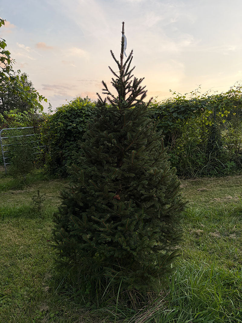 7' 5" Choose and Cut Norway Spruce, 46" Base