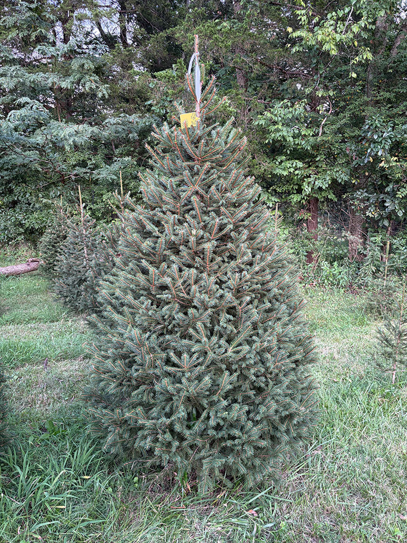 7' 9" Choose and Cut Norway Spruce, 54" Base