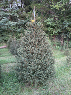 7' 9" Choose and Cut Norway Spruce, 54" Base