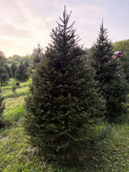 7' 9" Choose and Cut Norway Spruce, 54" Base