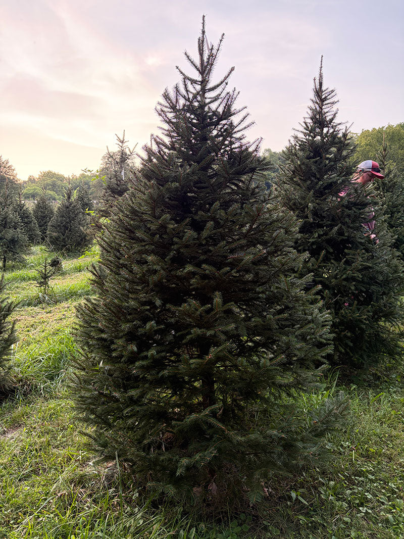 7' 9" Choose and Cut Norway Spruce, 54" Base