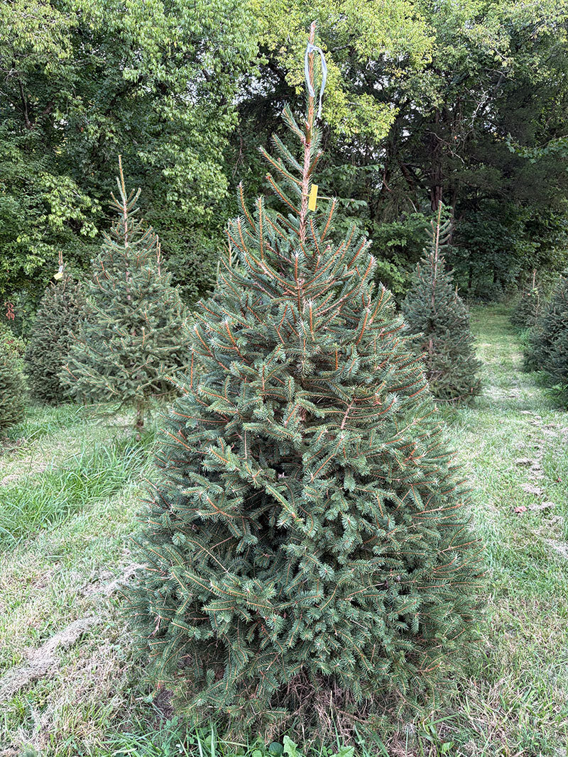6' 8" Choose and Cut Norway Spruce, 46" Base