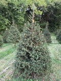 6' 8" Choose and Cut Norway Spruce, 46" Base