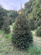 6' 8" Choose and Cut Norway Spruce, 46" Base