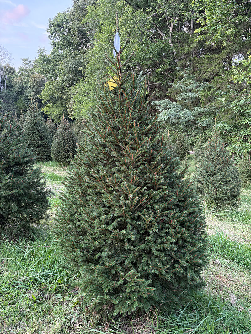 7' 1" Choose and Cut Norway Spruce, 52" Base