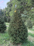 7' 1" Choose and Cut Norway Spruce, 52" Base