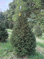 7' 1" Choose and Cut Norway Spruce, 52" Base