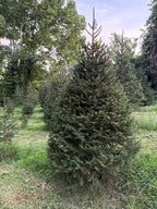 7' 1" Choose and Cut Norway Spruce, 52" Base