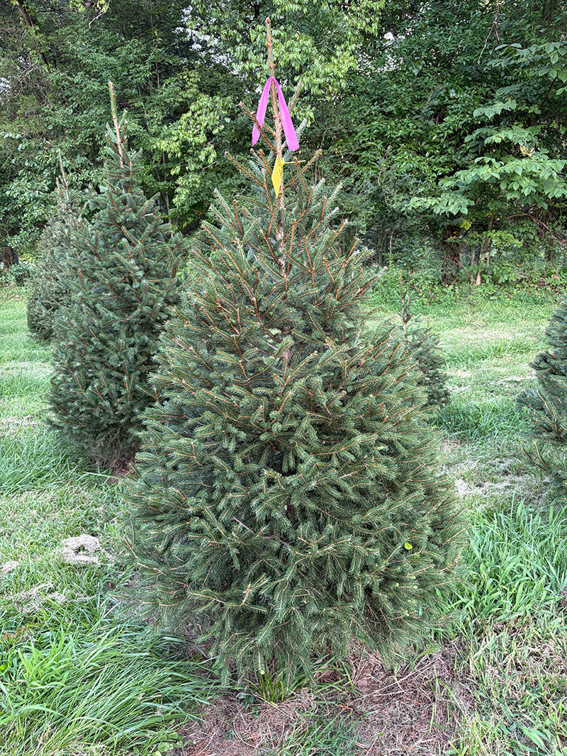 6' 3" Ball and Burlap Norway Spruce, 43" Base
