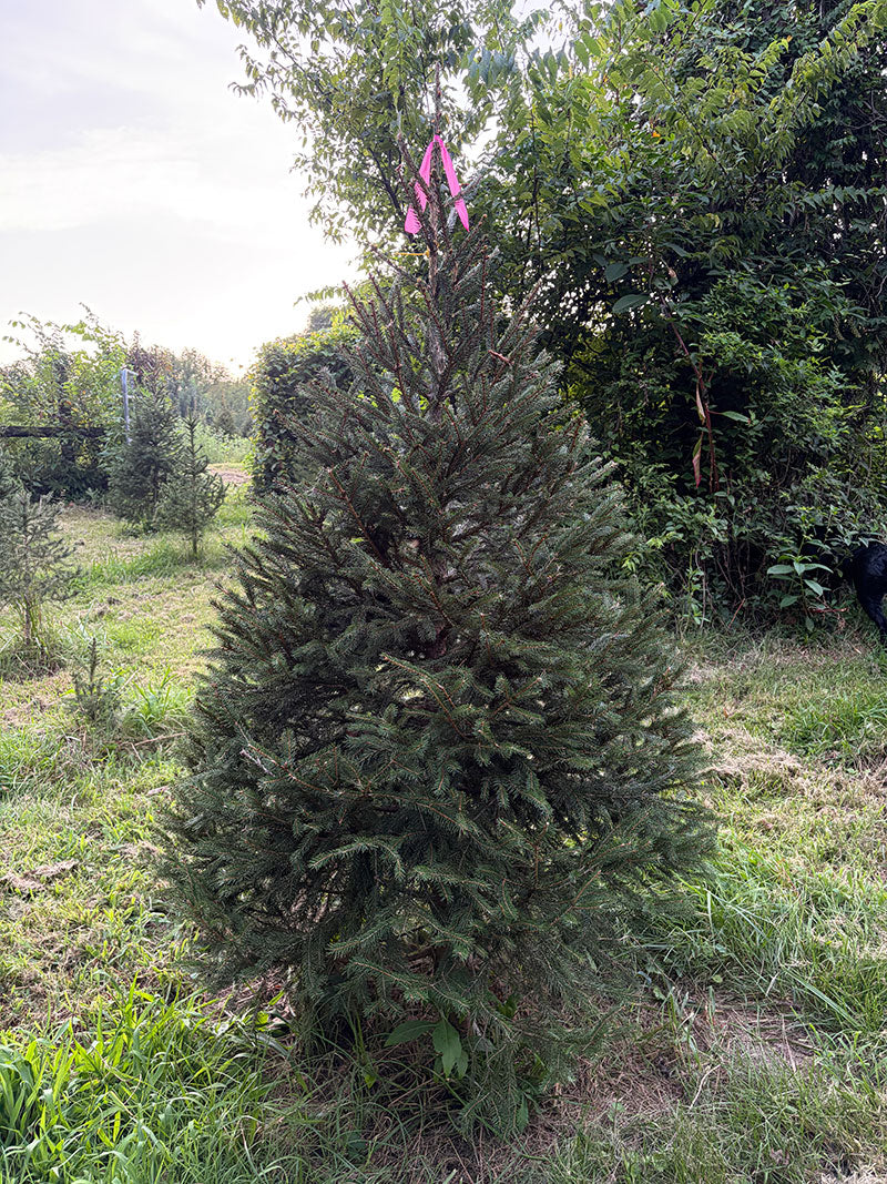 6' 3" Ball and Burlap Norway Spruce, 43" Base