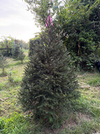 6' 3" Ball and Burlap Norway Spruce, 43" Base