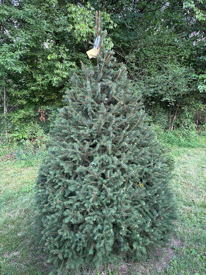 7' 10" Choose and Cut Norway Spruce, 61" Base