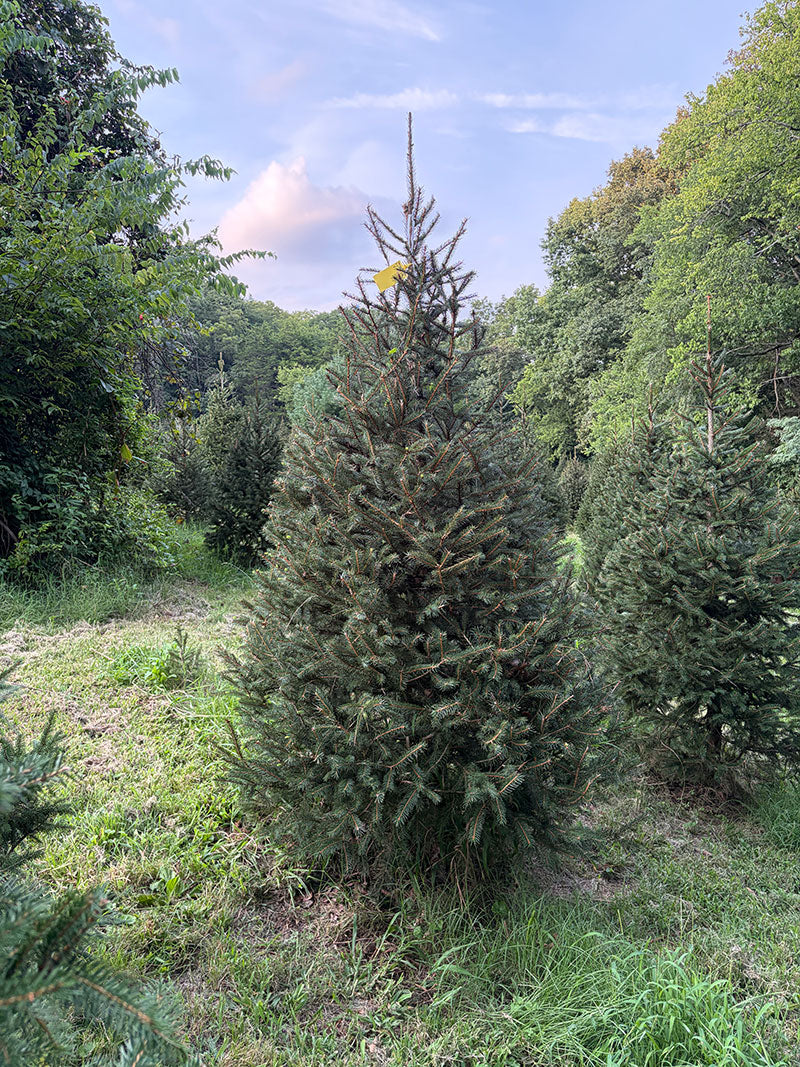 8' 5" Choose and Cut Norway Spruce, 61" Base