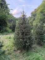 8' 5" Choose and Cut Norway Spruce, 61" Base