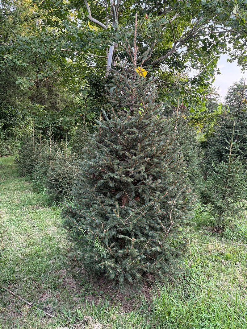 8' 5" Choose and Cut Norway Spruce, 61" Base