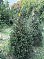 6' 1" Ball and Burlap Norway Spruce, 46" Base