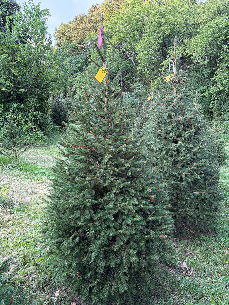 6' 1" Ball and Burlap Norway Spruce, 46" Base