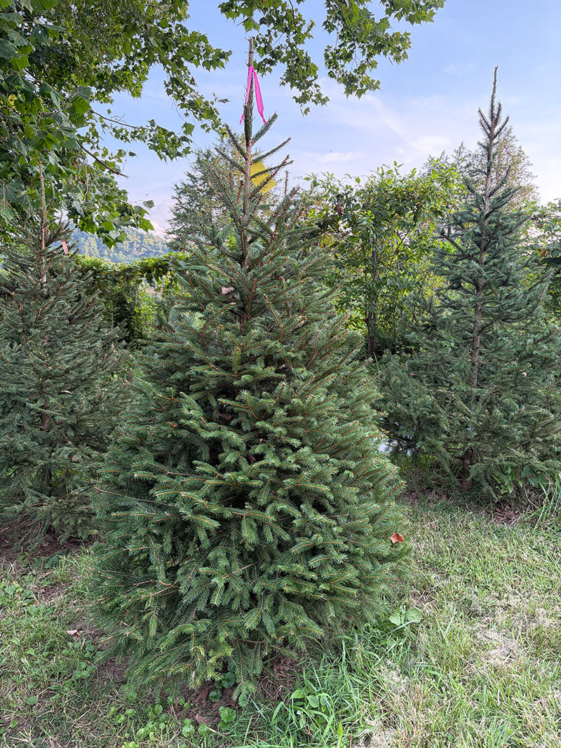 6' 1" Ball and Burlap Norway Spruce, 46" Base