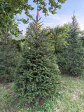 6' 1" Ball and Burlap Norway Spruce, 46" Base