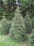 8' 3" Choose and Cut Norway Spruce, 55" Base