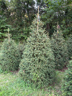 8' 3" Choose and Cut Norway Spruce, 55" Base