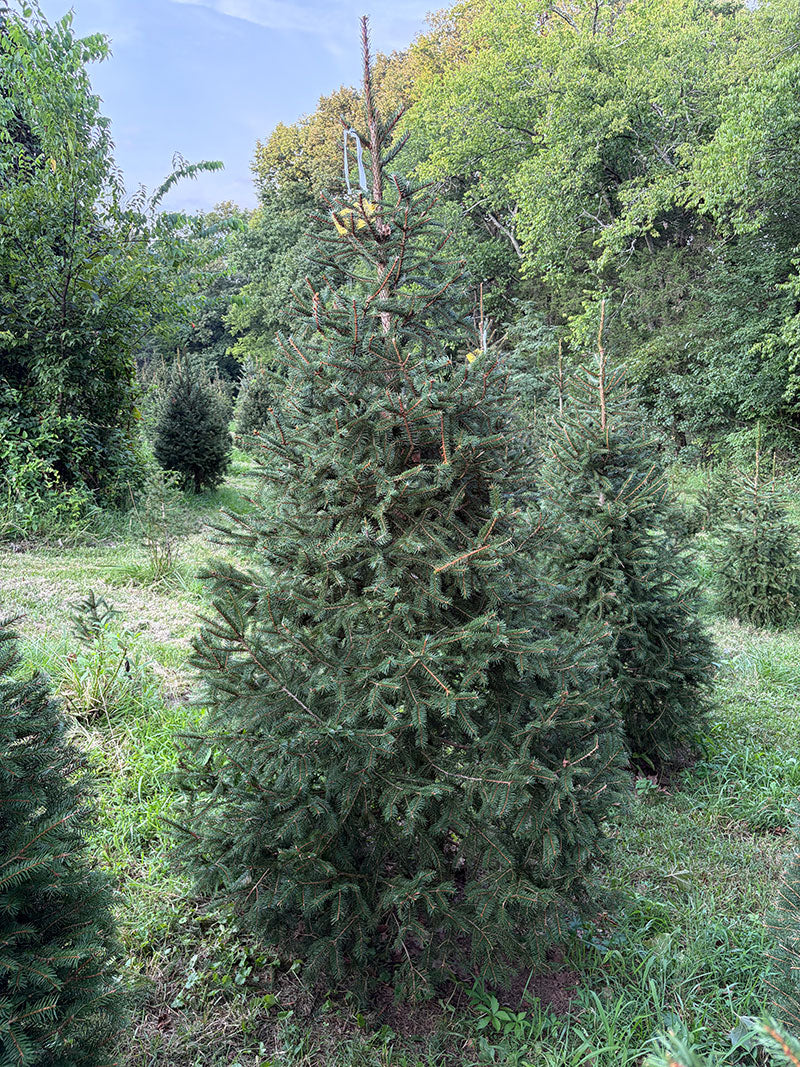 8' 3" Choose and Cut Norway Spruce, 55" Base