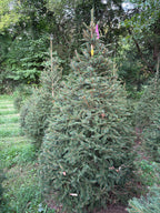 6' 11" Ball and Burlap Norway Spruce, 53" Base