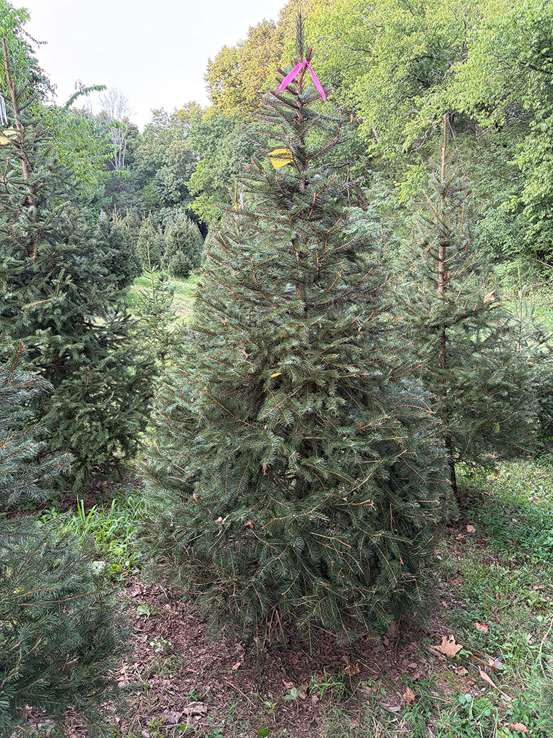 6' 11" Ball and Burlap Norway Spruce, 53" Base