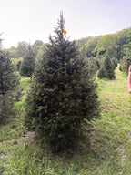 7' 10" Choose and Cut Norway Spruce, 61" Base
