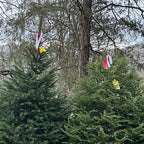 Tag a Tree Appointment