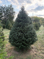 7' 9" Choose and Cut Fraser Fir, 56" Base