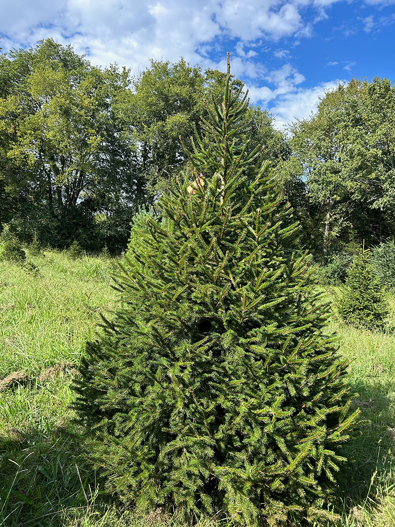 Wildwood Christmas Tree Farm | 1027 8 ft. 2″ Choose-n-Cut Norway Spruce ...